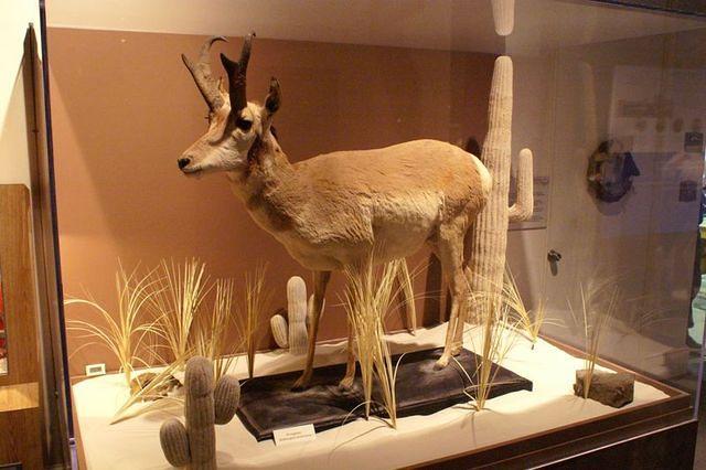 Virginia Museum of Natural History