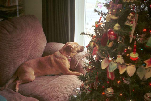 ACGHoliday2016-07t