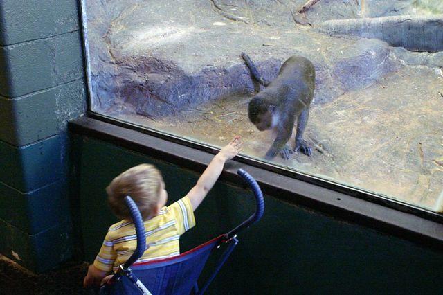 Margaret swears it was a monkey like this that ate their croquet ball in Zaire