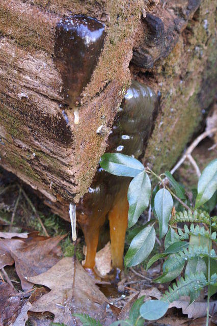 PICT7528.JPG