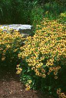 Black Eyed Susans