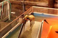 Ducks on the water slide...always a favorite!