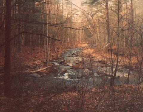 Woods Picture here...